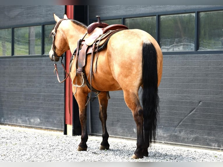 American Quarter Horse Wallach 7 Jahre 152 cm Buckskin in Rebersburg, PA