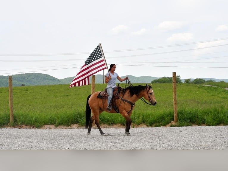 American Quarter Horse Wallach 7 Jahre 152 cm Buckskin in Rebersburg, PA