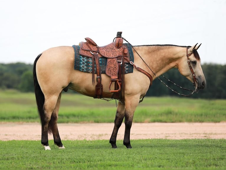 American Quarter Horse Wallach 7 Jahre 152 cm Buckskin in Whitesboro, TX
