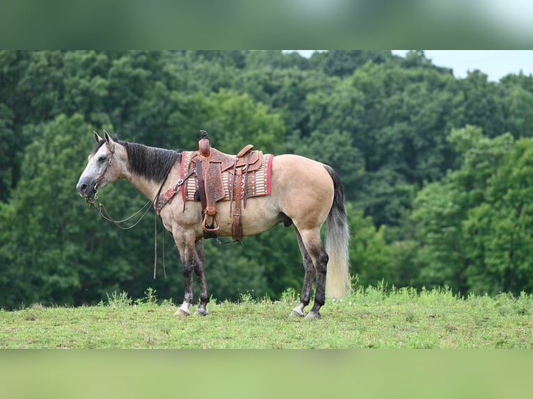 American Quarter Horse Wallach 7 Jahre 152 cm Buckskin in Millersburg, OH