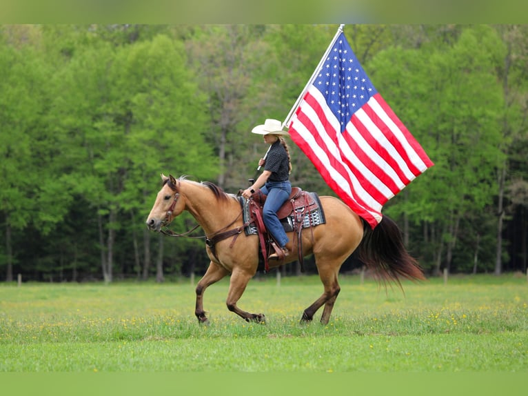 American Quarter Horse Wallach 7 Jahre 152 cm Buckskin in Clarion