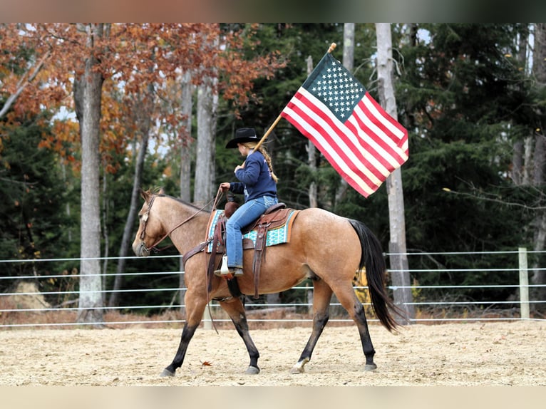 American Quarter Horse Wallach 7 Jahre 152 cm Buckskin in Clarion
