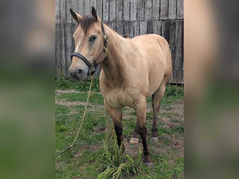 American Quarter Horse Wallach 7 Jahre 152 cm Buckskin in Manchester