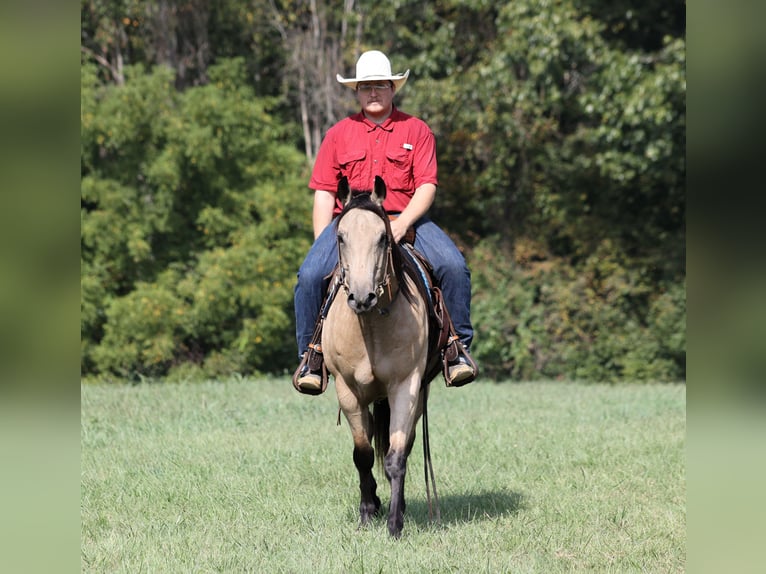 American Quarter Horse Wallach 7 Jahre 152 cm Buckskin in Hogo OK