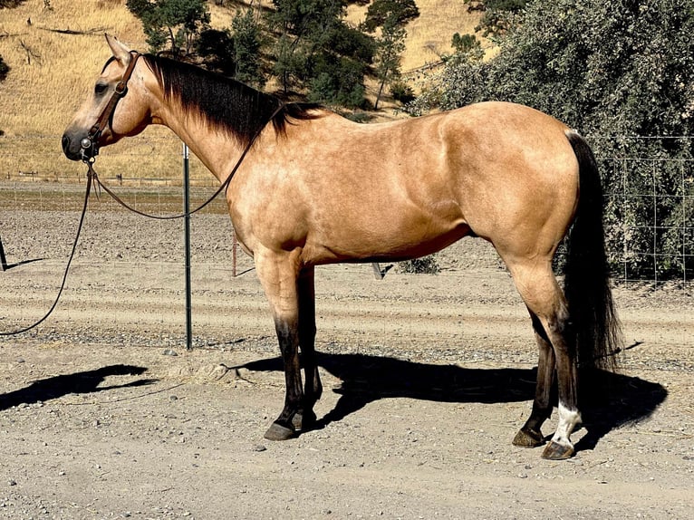 American Quarter Horse Wallach 7 Jahre 152 cm Buckskin in Paicines, CA