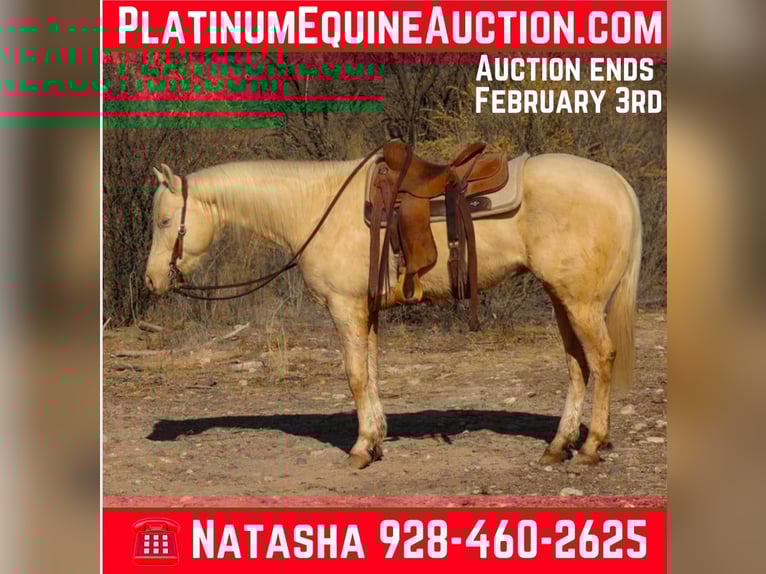 American Quarter Horse Wallach 7 Jahre 152 cm Cremello in Camp Verde AZ