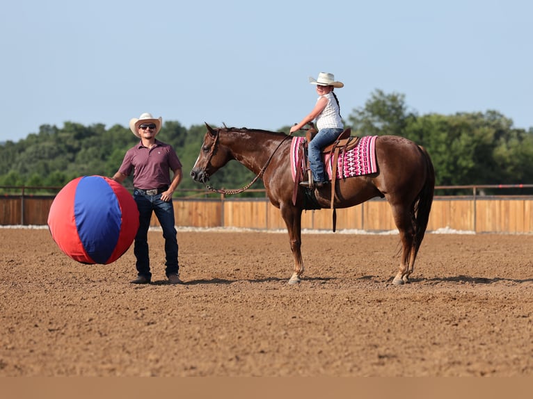 American Quarter Horse Wallach 7 Jahre 152 cm Dunkelfuchs in Buffalo