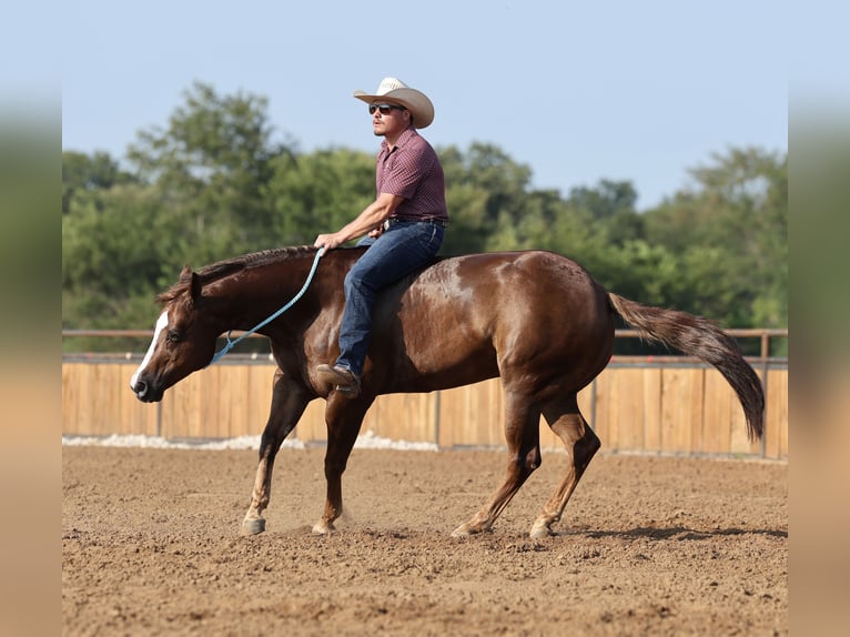American Quarter Horse Wallach 7 Jahre 152 cm Dunkelfuchs in Buffalo