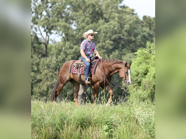 American Quarter Horse Wallach 7 Jahre 152 cm Dunkelfuchs in Buffalo