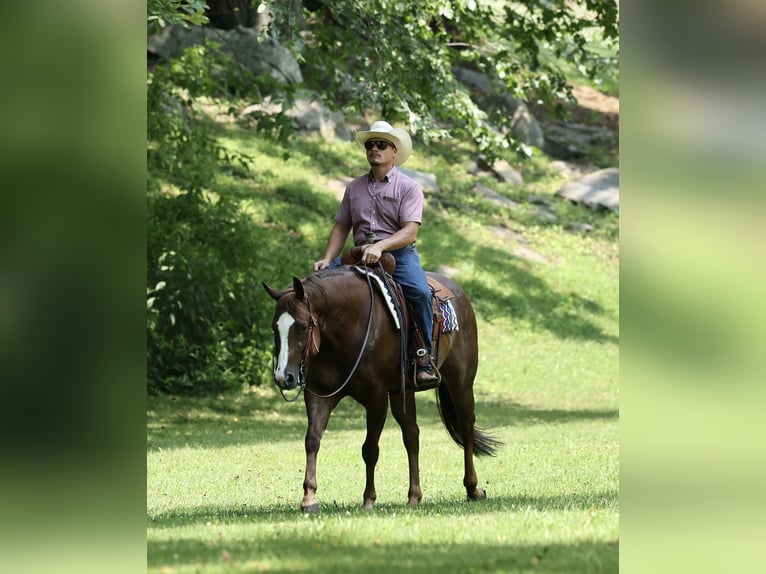American Quarter Horse Wallach 7 Jahre 152 cm Dunkelfuchs in Buffalo