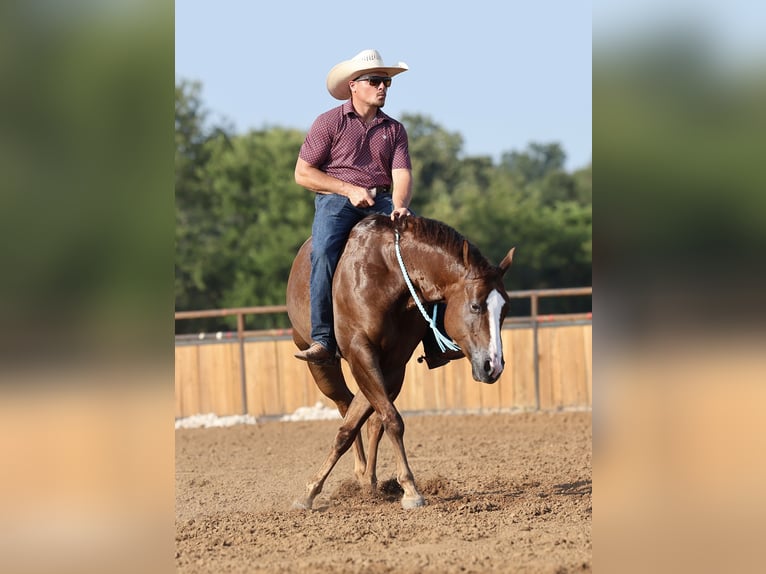 American Quarter Horse Wallach 7 Jahre 152 cm Dunkelfuchs in Buffalo