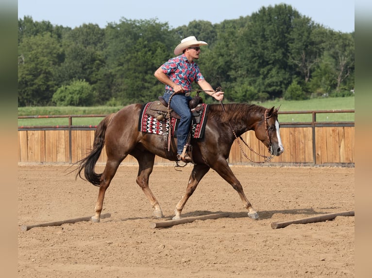 American Quarter Horse Wallach 7 Jahre 152 cm Dunkelfuchs in Buffalo