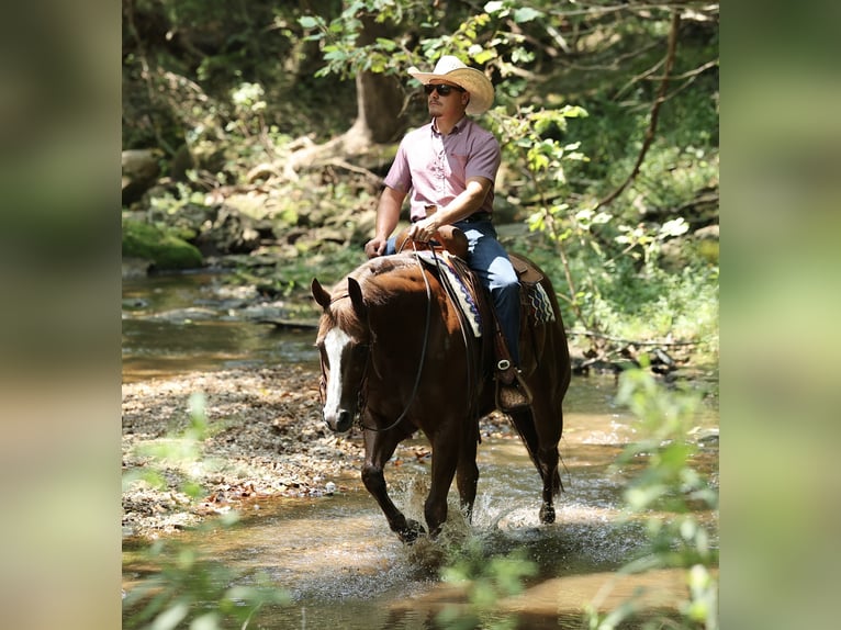 American Quarter Horse Wallach 7 Jahre 152 cm Dunkelfuchs in Buffalo