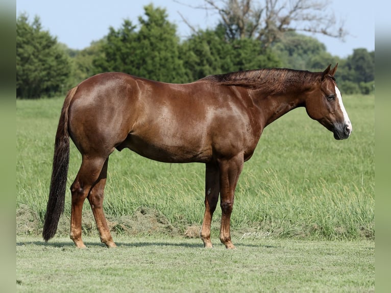 American Quarter Horse Wallach 7 Jahre 152 cm Dunkelfuchs in Buffalo