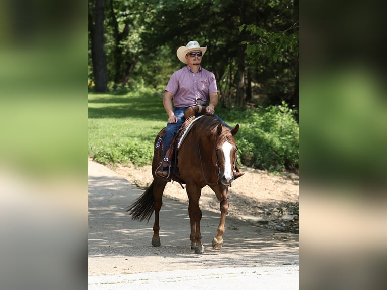 American Quarter Horse Wallach 7 Jahre 152 cm Dunkelfuchs in Buffalo