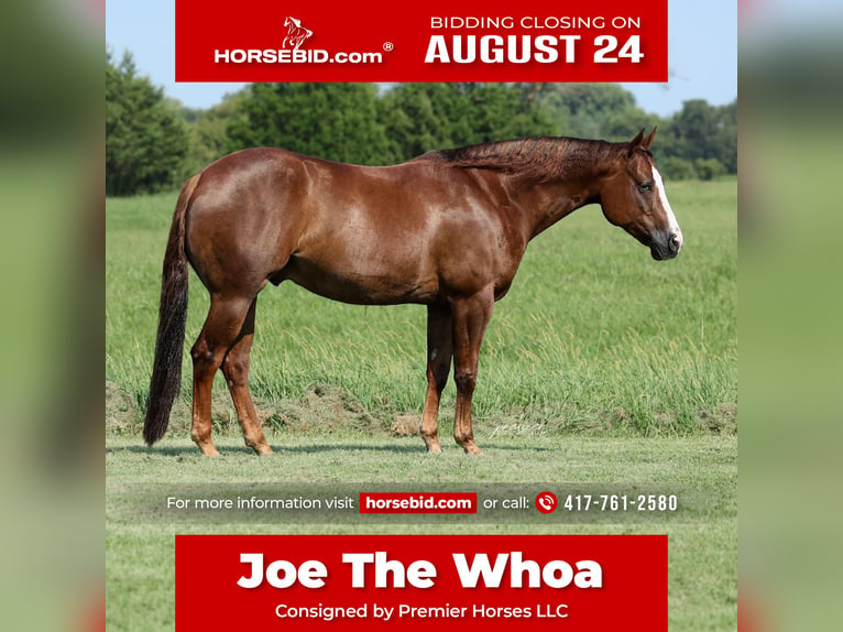 American Quarter Horse Wallach 7 Jahre 152 cm Dunkelfuchs in Buffalo