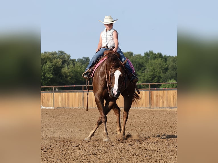 American Quarter Horse Wallach 7 Jahre 152 cm Dunkelfuchs in Buffalo