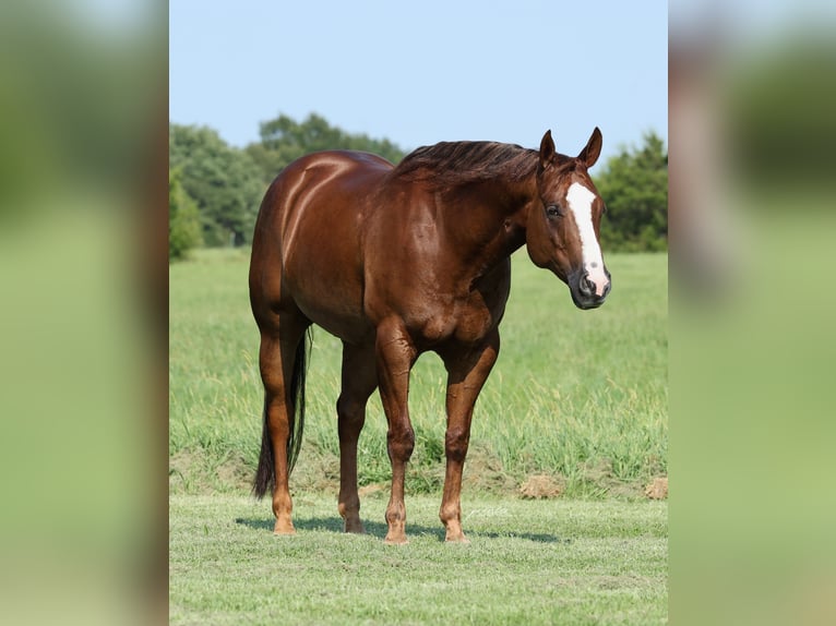 American Quarter Horse Wallach 7 Jahre 152 cm Dunkelfuchs in Buffalo