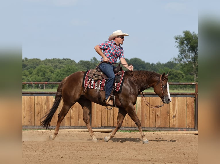 American Quarter Horse Wallach 7 Jahre 152 cm Dunkelfuchs in Buffalo