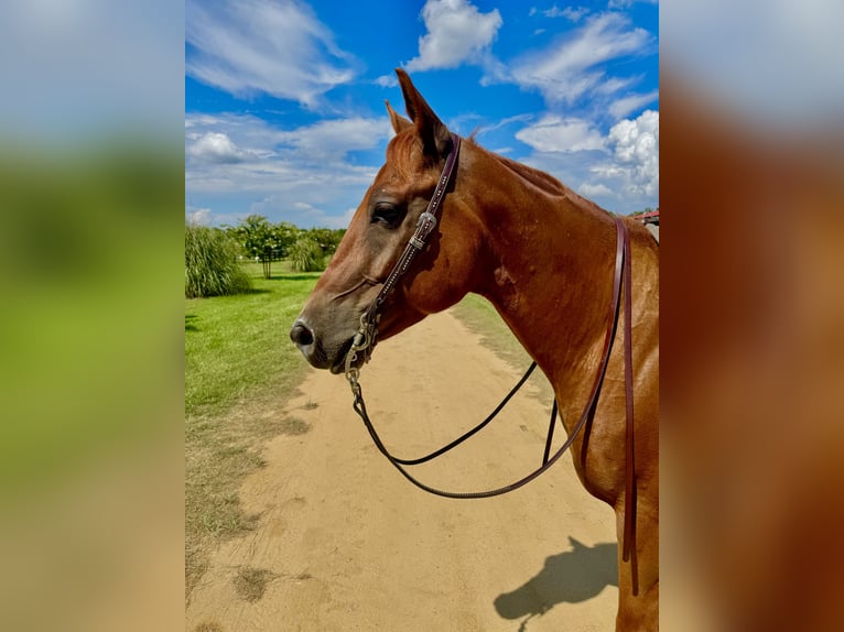 American Quarter Horse Wallach 7 Jahre 152 cm Dunkelfuchs in Johnston, SC