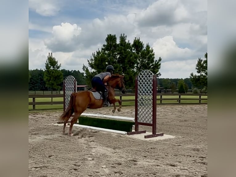 American Quarter Horse Wallach 7 Jahre 152 cm Dunkelfuchs in Johnston, SC