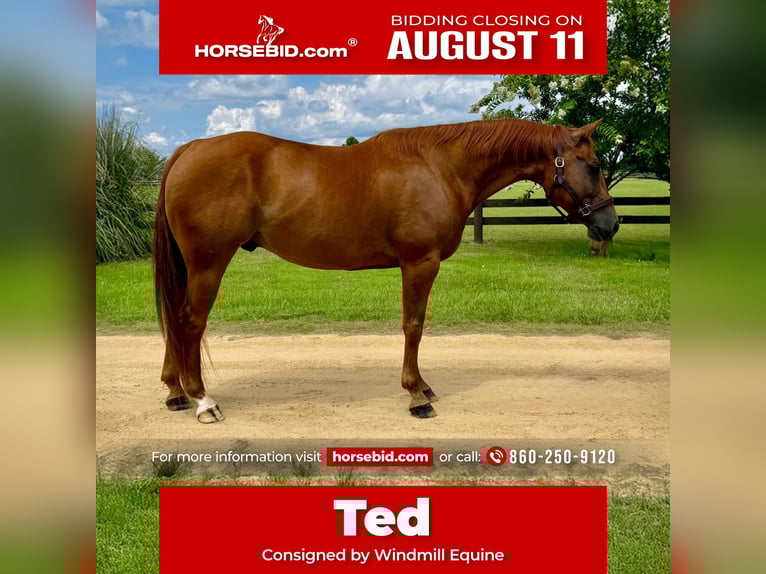 American Quarter Horse Wallach 7 Jahre 152 cm Dunkelfuchs in Johnston, SC
