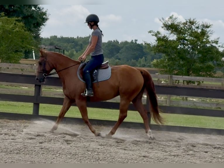 American Quarter Horse Wallach 7 Jahre 152 cm Dunkelfuchs in Johnston, SC