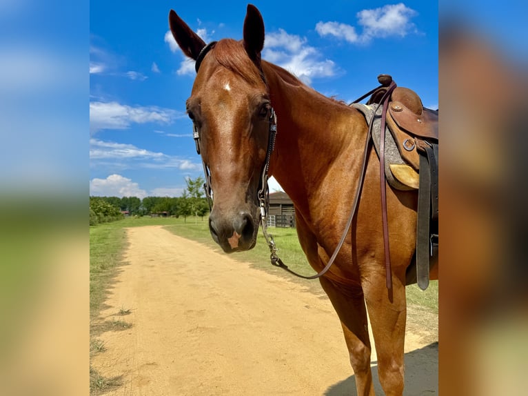 American Quarter Horse Wallach 7 Jahre 152 cm Dunkelfuchs in Johnston, SC