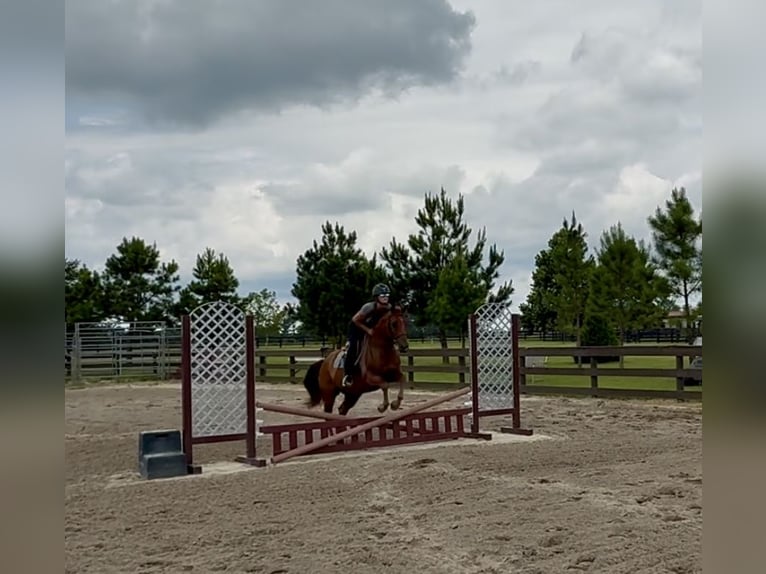 American Quarter Horse Wallach 7 Jahre 152 cm Dunkelfuchs in Johnston, SC