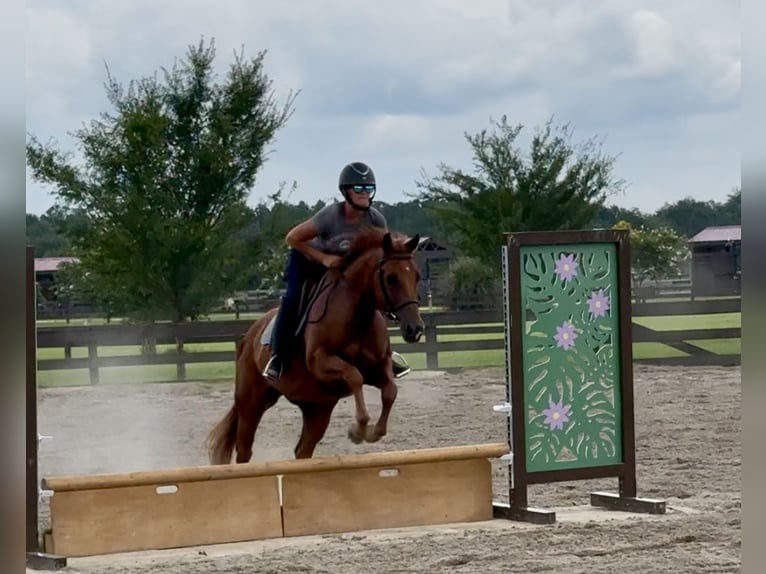 American Quarter Horse Wallach 7 Jahre 152 cm Dunkelfuchs in Johnston, SC