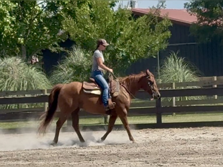 American Quarter Horse Wallach 7 Jahre 152 cm Dunkelfuchs in Johnston, SC