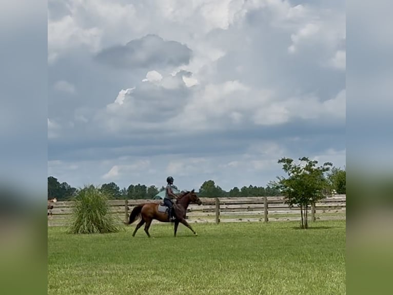 American Quarter Horse Wallach 7 Jahre 152 cm Dunkelfuchs in Johnston, SC