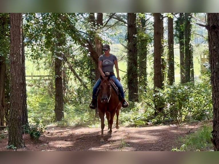 American Quarter Horse Wallach 7 Jahre 152 cm Dunkelfuchs in Johnston, SC