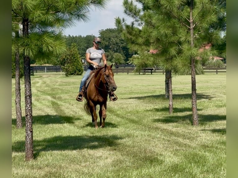 American Quarter Horse Wallach 7 Jahre 152 cm Dunkelfuchs in Johnston, SC