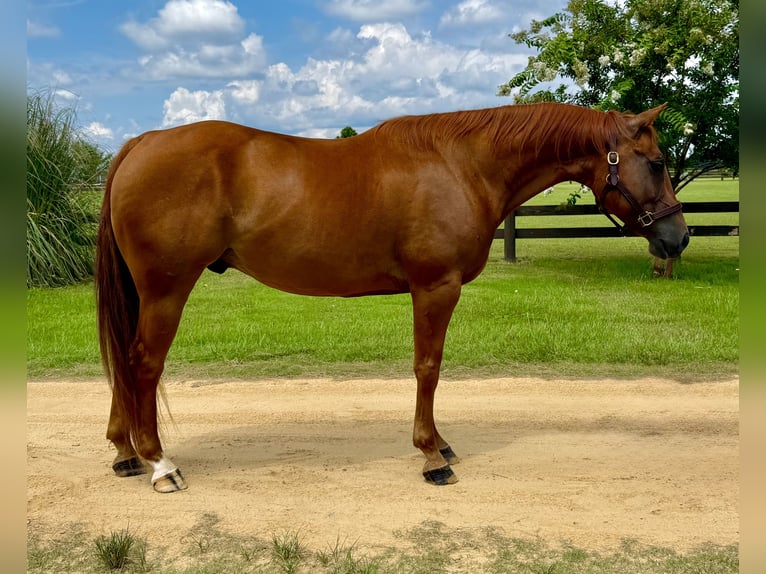 American Quarter Horse Wallach 7 Jahre 152 cm Dunkelfuchs in Johnston, SC