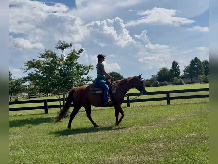 American Quarter Horse Wallach 7 Jahre 152 cm Dunkelfuchs in Johnston, SC