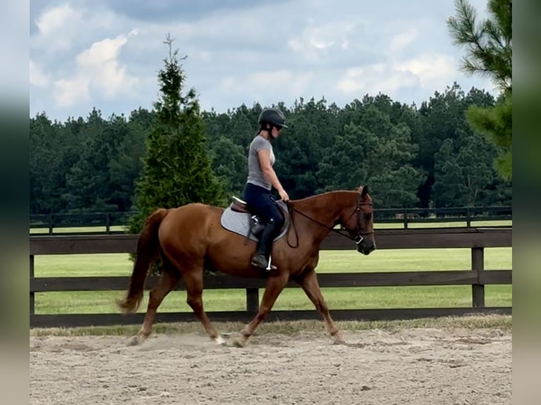 American Quarter Horse Wallach 7 Jahre 152 cm Dunkelfuchs in Johnston, SC