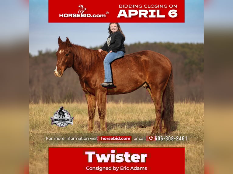 American Quarter Horse Wallach 7 Jahre 152 cm Dunkelfuchs in Mount Vernon