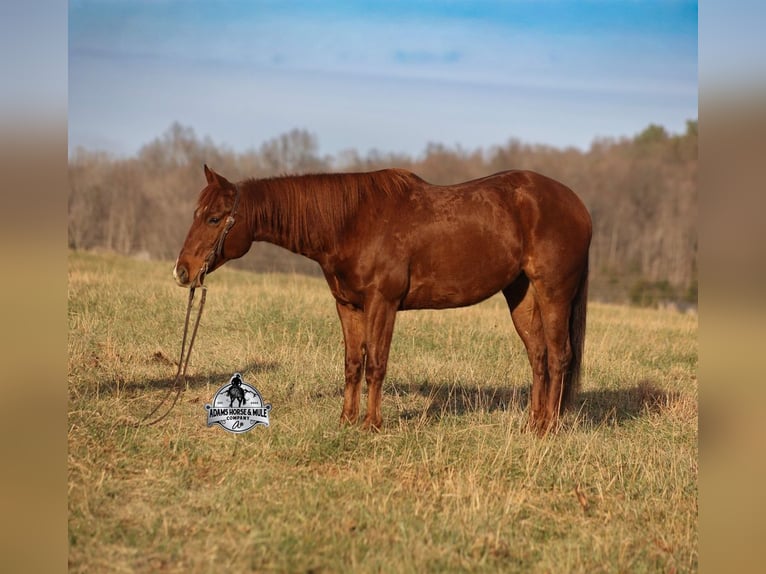 American Quarter Horse Wallach 7 Jahre 152 cm Dunkelfuchs in Mount Vernon