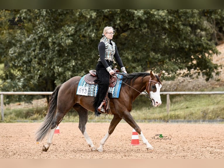 American Quarter Horse Wallach 7 Jahre 152 cm Dunkelfuchs in Magdeburg