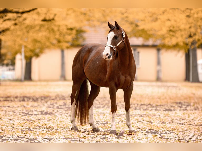 American Quarter Horse Wallach 7 Jahre 152 cm Dunkelfuchs in Magdeburg