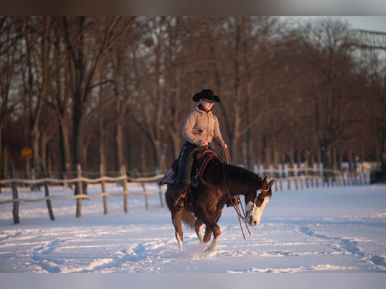 American Quarter Horse Wallach 7 Jahre 152 cm Dunkelfuchs in Magdeburg