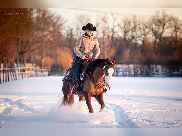 American Quarter Horse Wallach 7 Jahre 152 cm Dunkelfuchs in Magdeburg