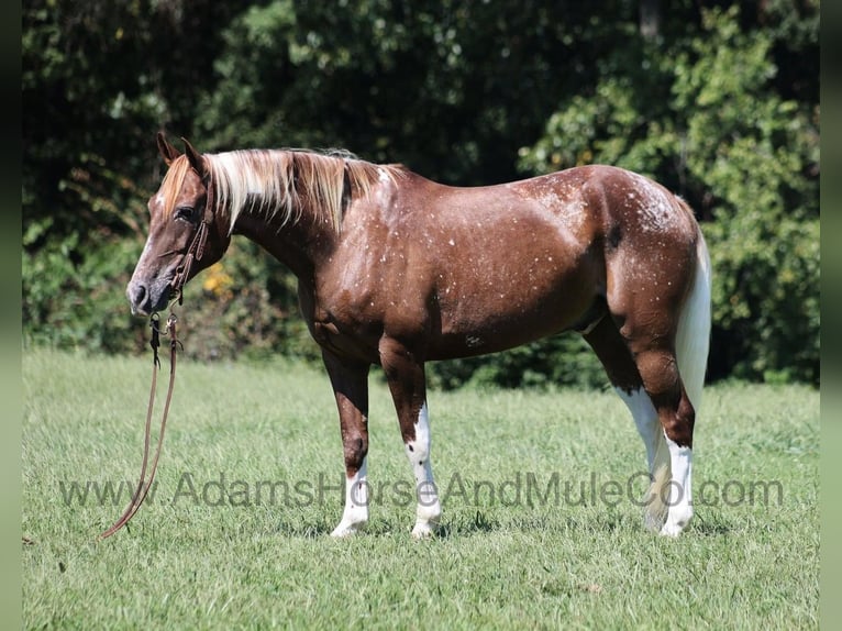 American Quarter Horse Wallach 7 Jahre 152 cm Dunkelfuchs in Mount Vernon