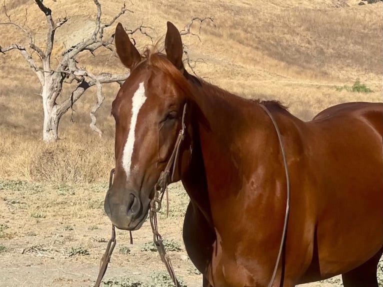 American Quarter Horse Wallach 7 Jahre 152 cm Dunkelfuchs in Paicines CA
