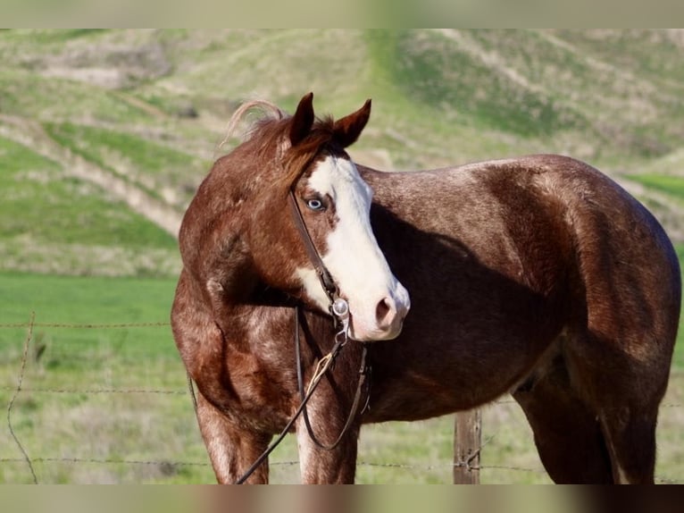 American Quarter Horse Wallach 7 Jahre 152 cm Dunkelfuchs in Paicines CA
