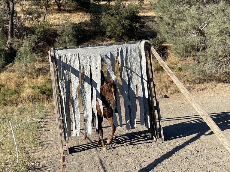 American Quarter Horse Wallach 7 Jahre 152 cm Dunkelfuchs in Paicines CA