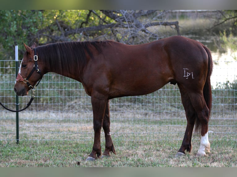 American Quarter Horse Wallach 7 Jahre 152 cm Dunkelfuchs in Valley Springs CA