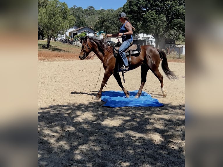 American Quarter Horse Wallach 7 Jahre 152 cm Dunkelfuchs in Valley Springs CA