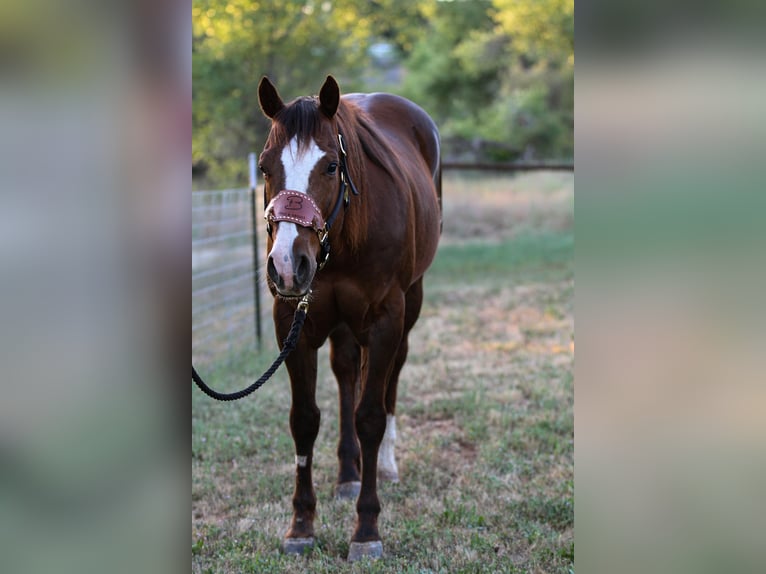 American Quarter Horse Wallach 7 Jahre 152 cm Dunkelfuchs in Valley Springs CA